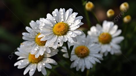 雛菊花|雛菊